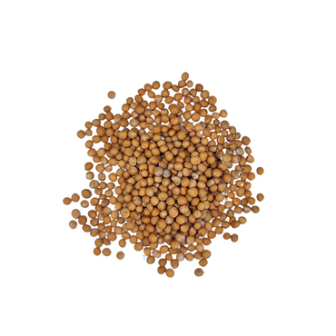 Moutarde jaune graines